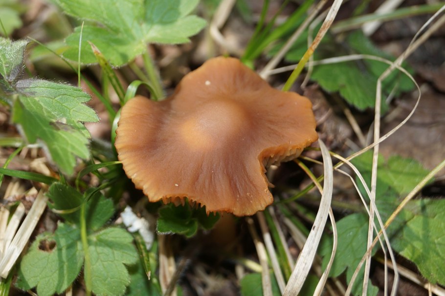 Съедобные грибы Краснодарского края