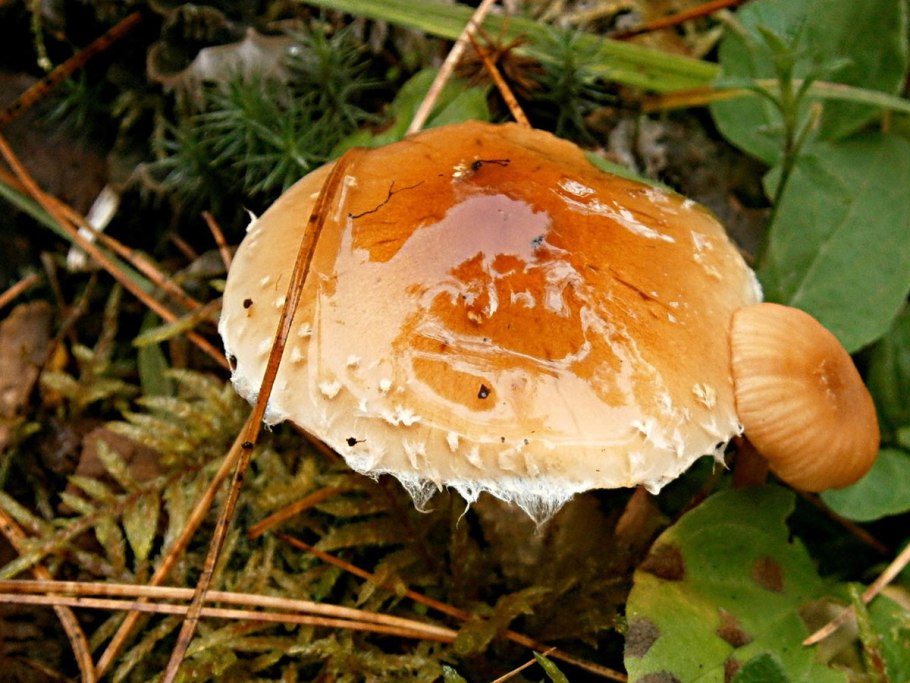 Чешуйчатка слизистая Pholiota lubrica