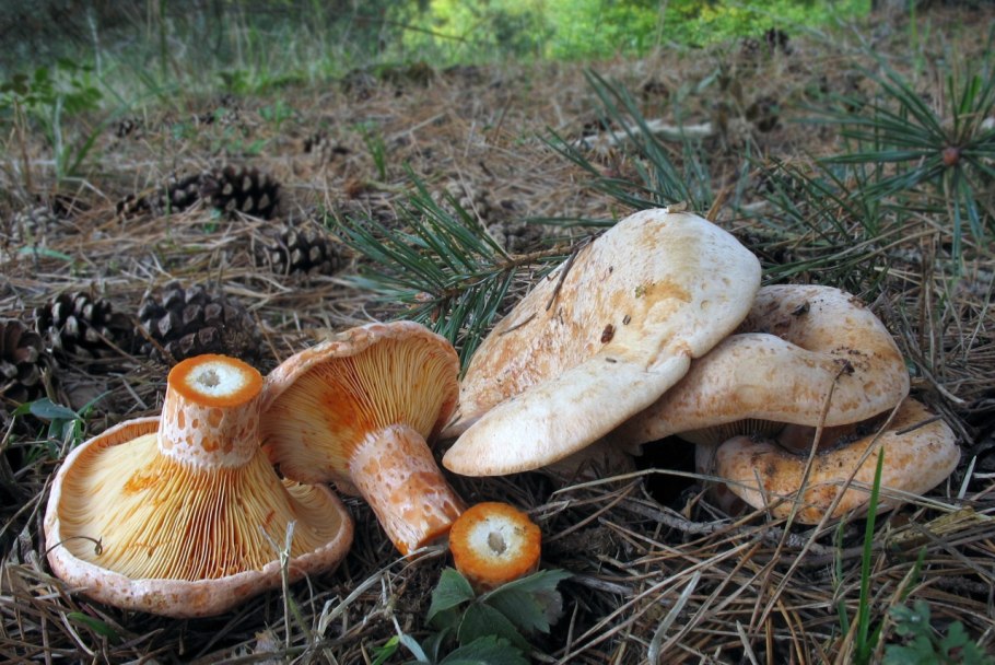 Грибы рыжики в Сибири