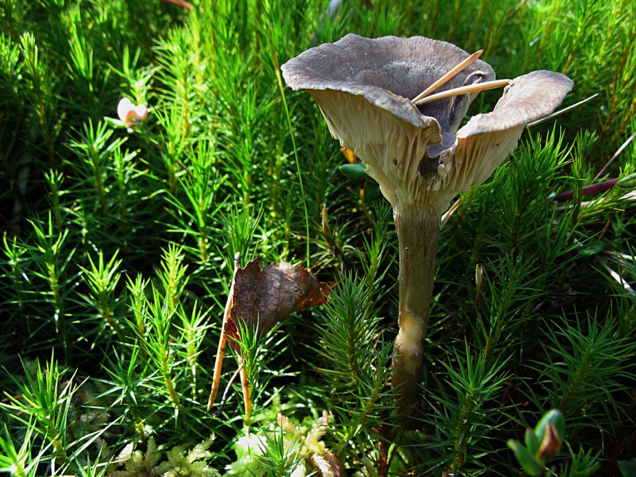 Кантареллюля бугорковая