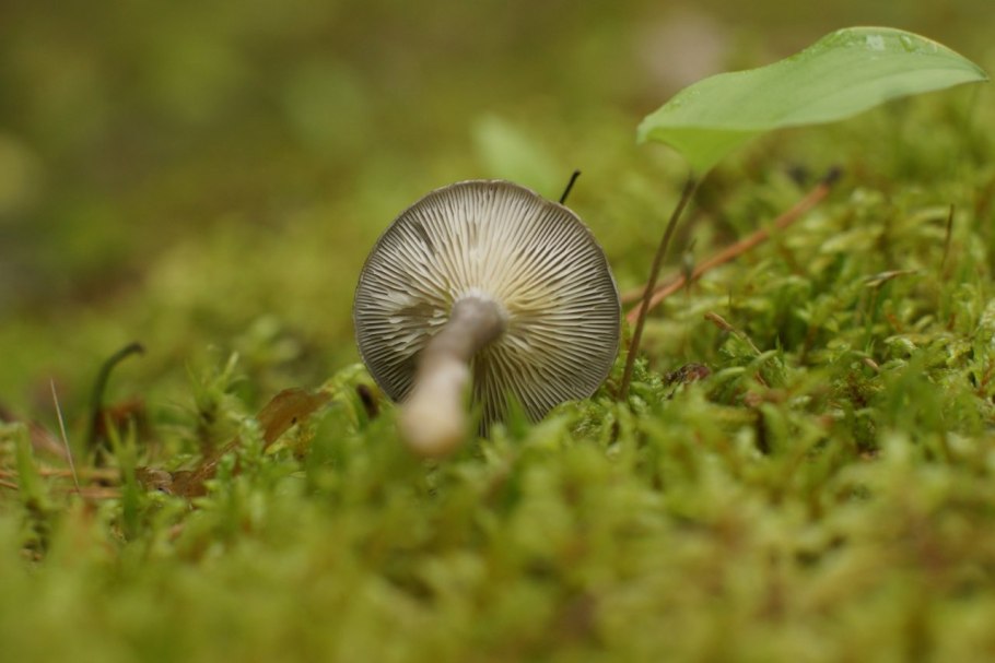 Гомфус булавовидный грибы