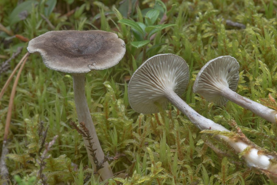 Грибы Лисичка горбатая