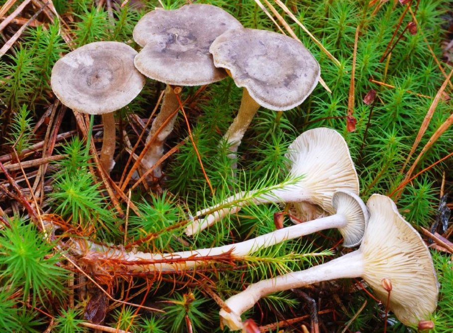 Белая Лисичка гриб горбатая