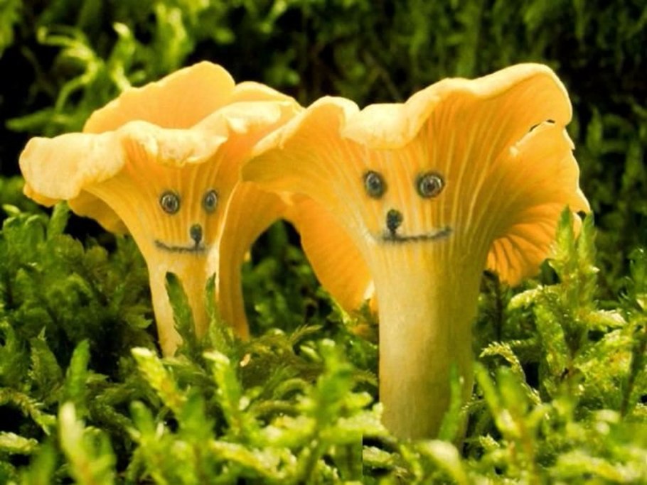 Путники грибы фото