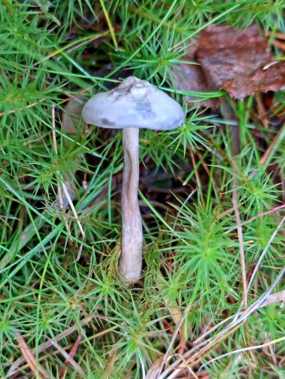 Пластинчатые гименофоры