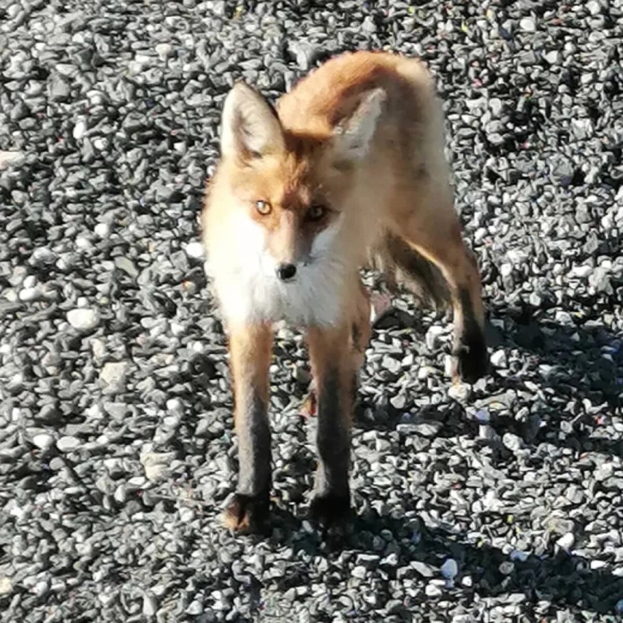 Гриб Лисичка карельская