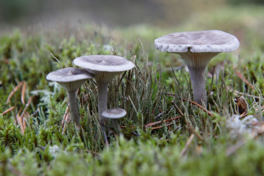 Гомфус булавовидный грибы