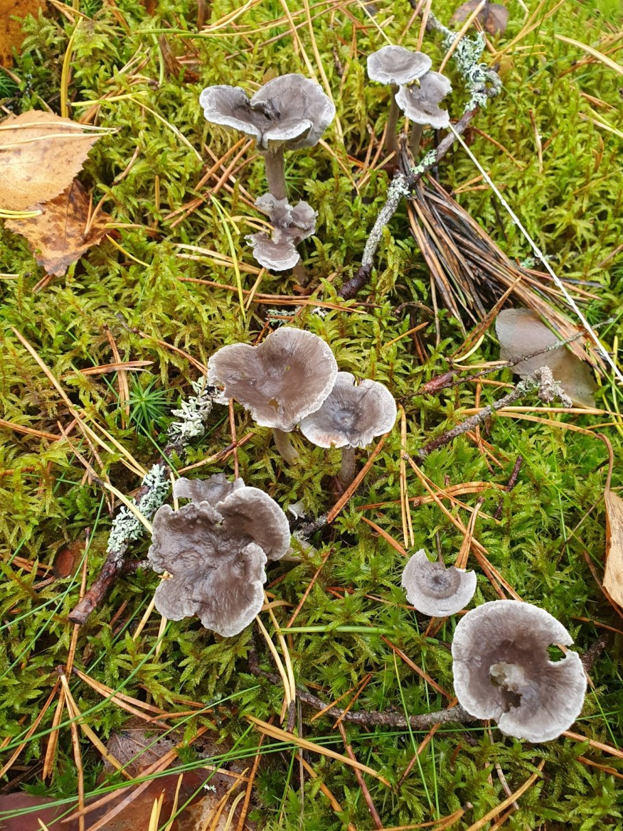 Лисичка горбатая Cantharellula umbonata