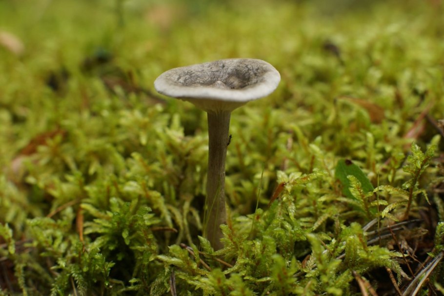 Кантареллюля бугорковая