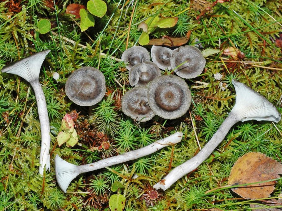 Белая Лисичка гриб горбатая