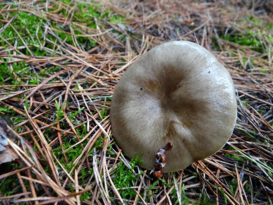 Сказочный гриб Лисичка