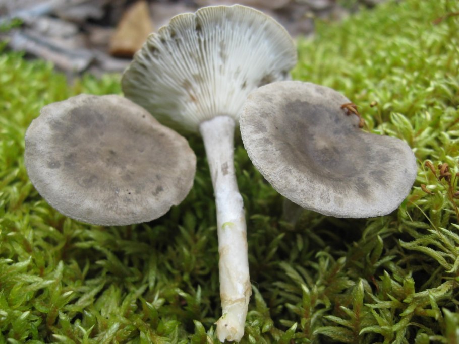 Лисичка горбатая Cantharellula umbonata