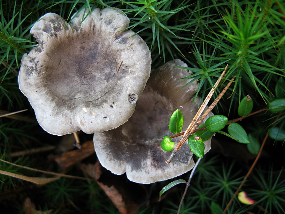 Кантареллула бугорковая