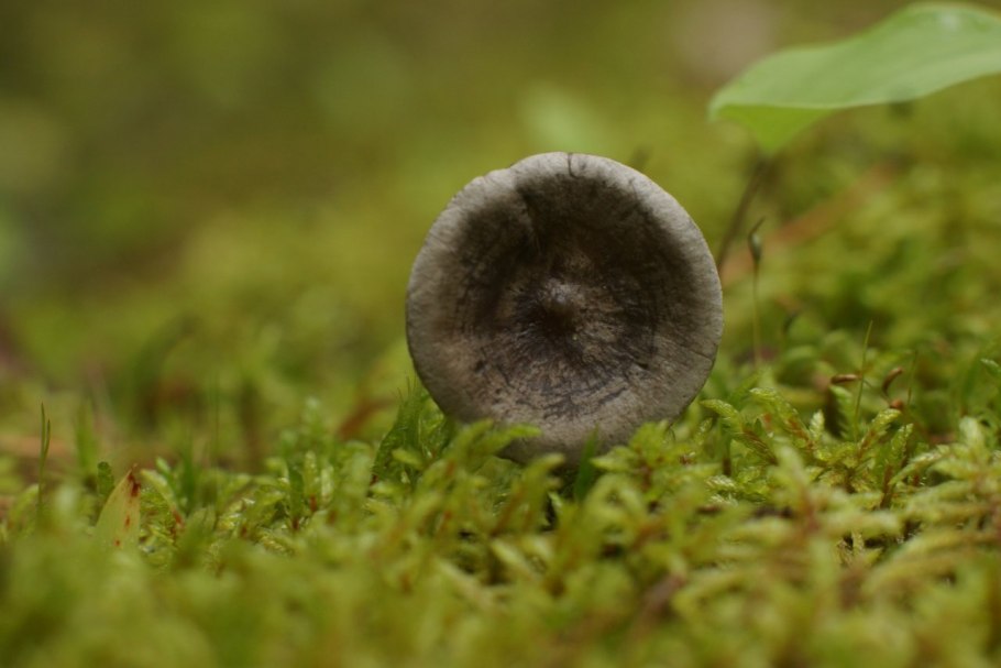 Кантареллюля бугорковая