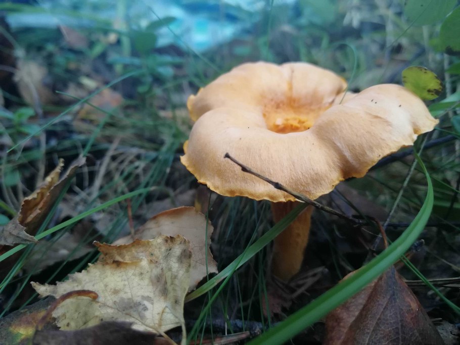 Лиса на пне спит