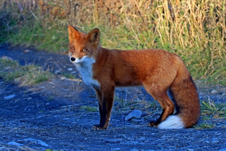 Горькушки и говорушки