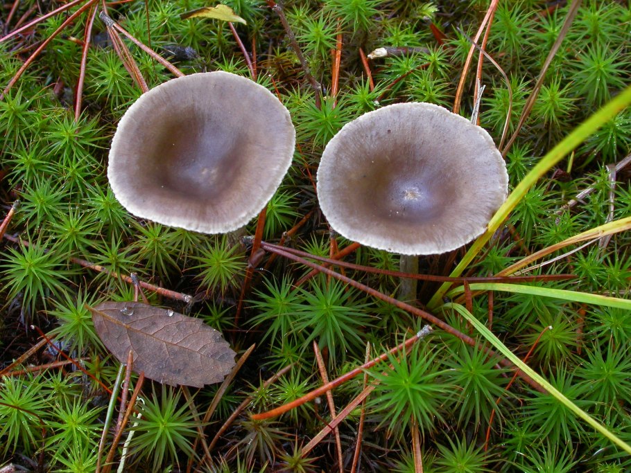 Горбатый Лисичка