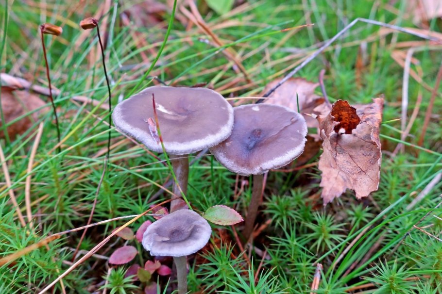 Лисица метка