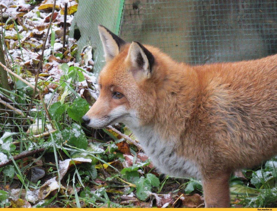 Хитрый Лис фото