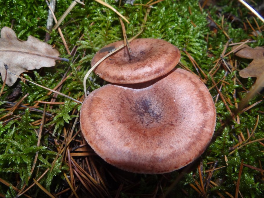 Похожие на лисички ежовики