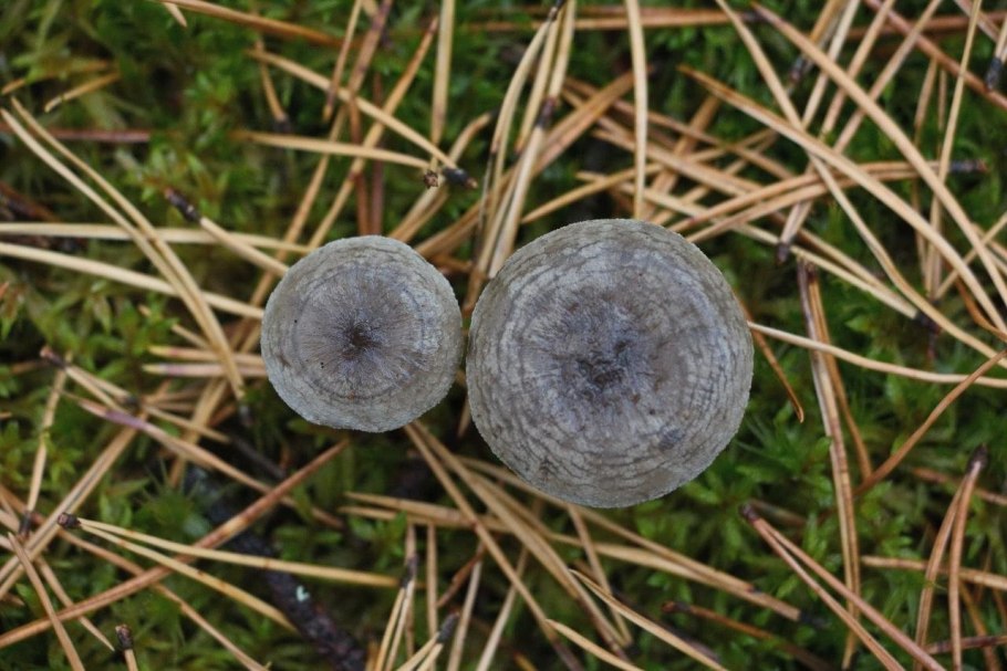 Пластинчатые грибы Лисичка