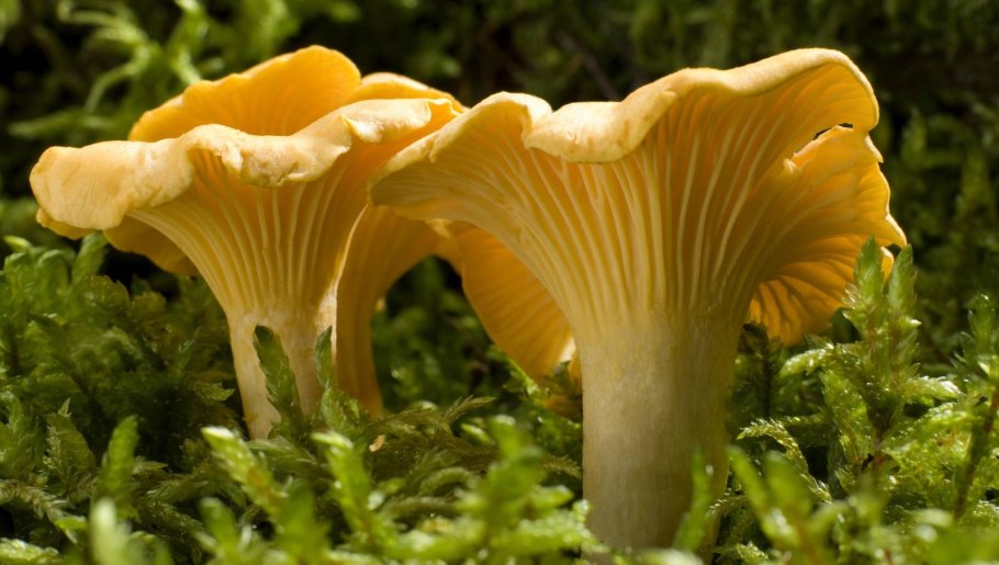 Гриб лисичка