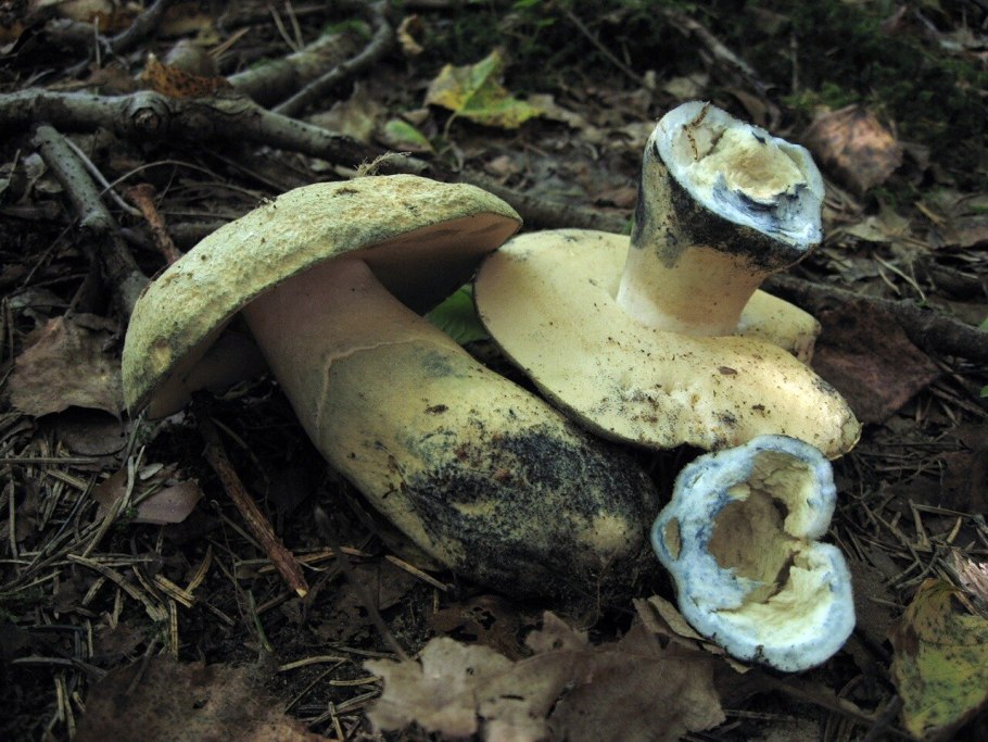 Gyroporus cyanescens