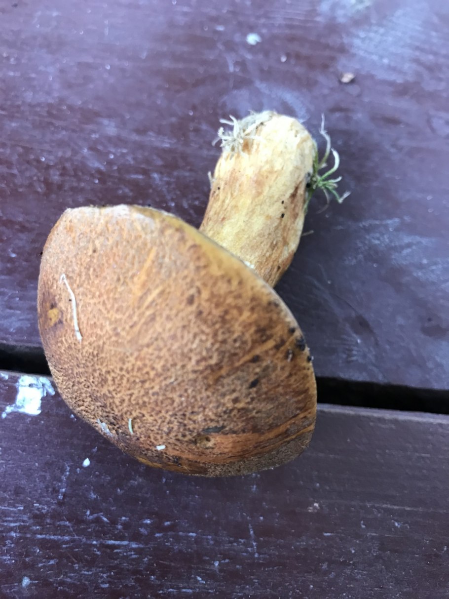 Гриб с коричневой мякотью