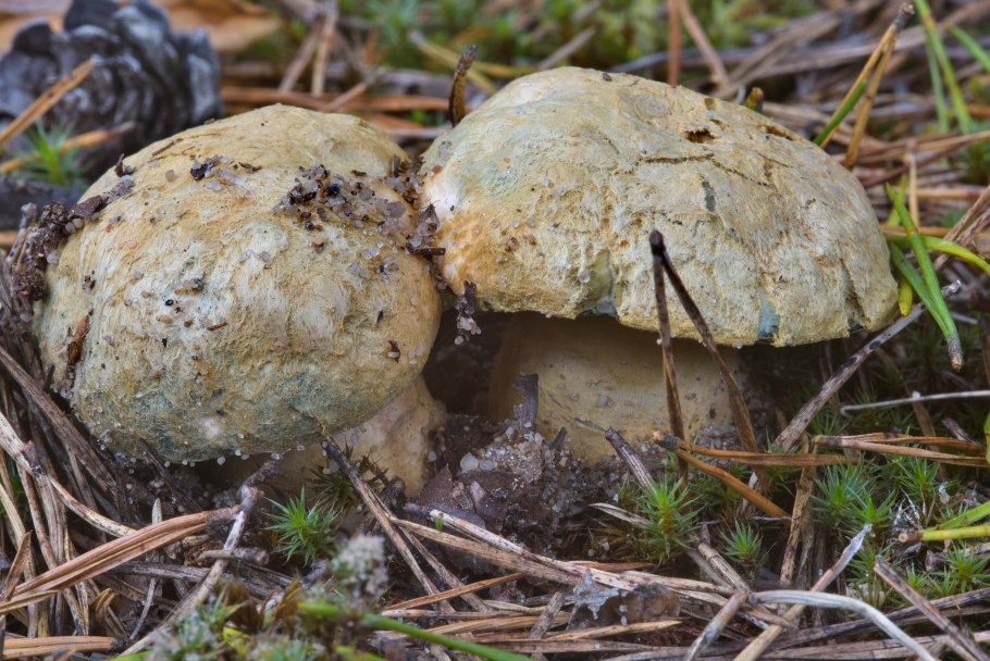 Гриб Гиропорус синеющий