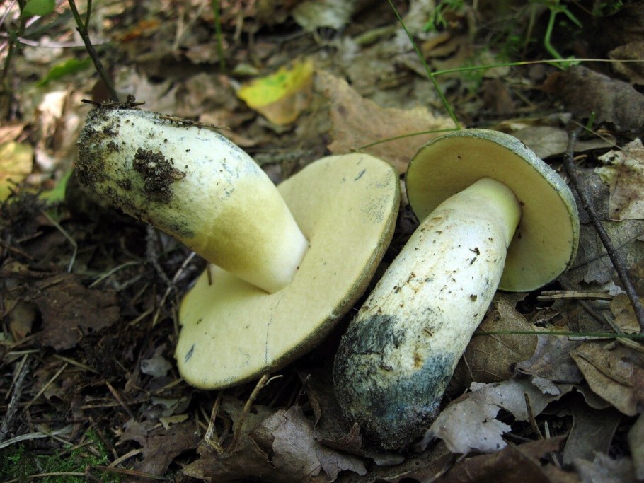 Гриб Гиропорус сибалбеллус