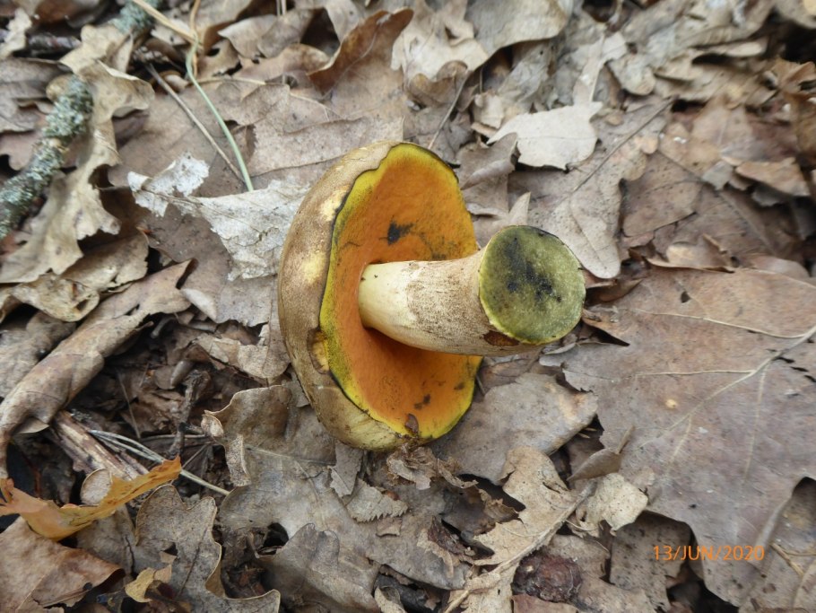 Польский гриб синеет