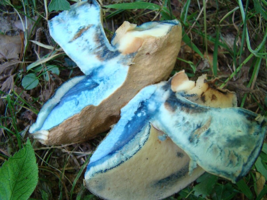 Гриб в разрезе синеет
