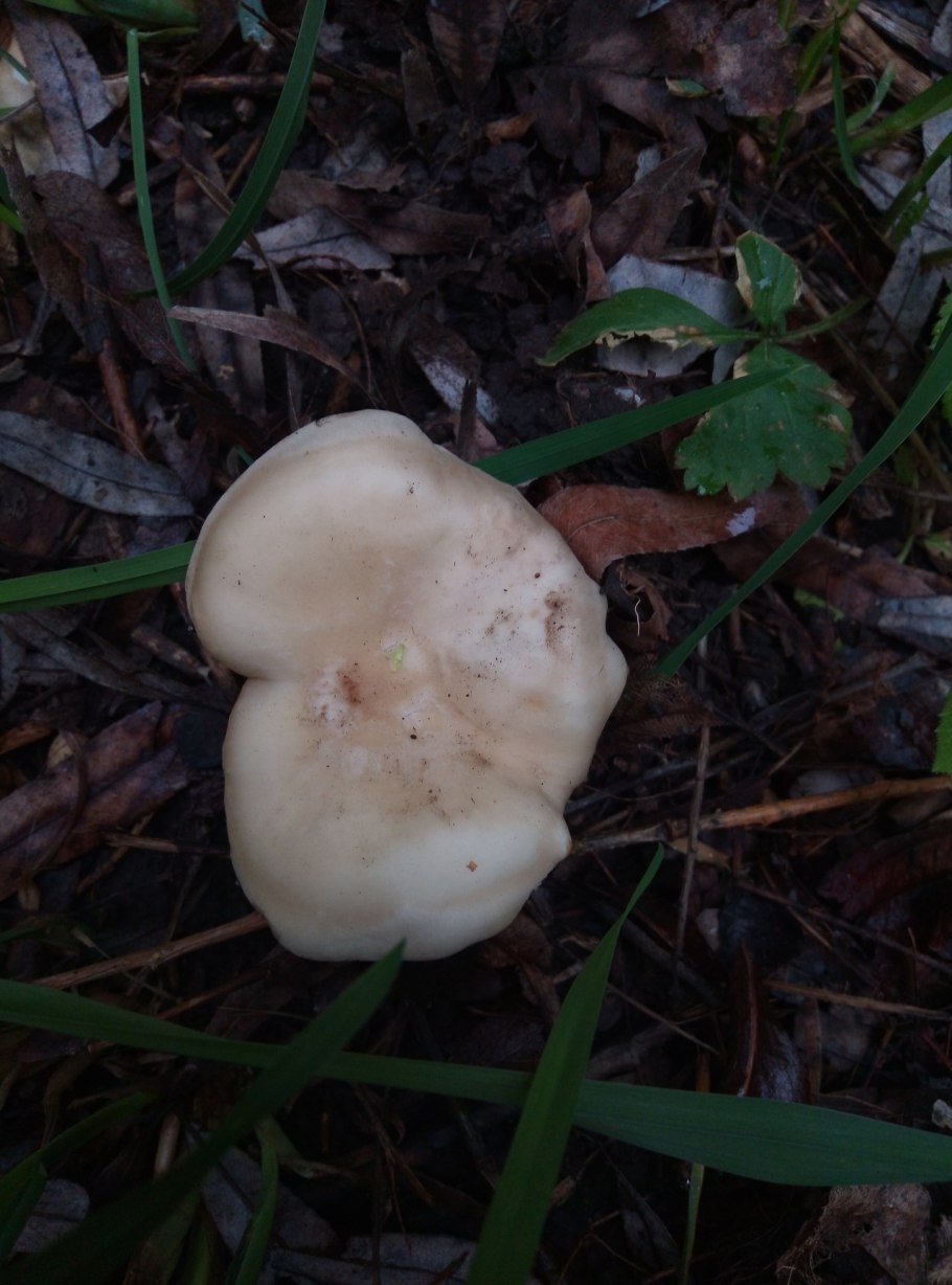 Грибы майские рядовки