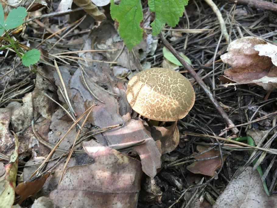 Xerocomellus porosporus