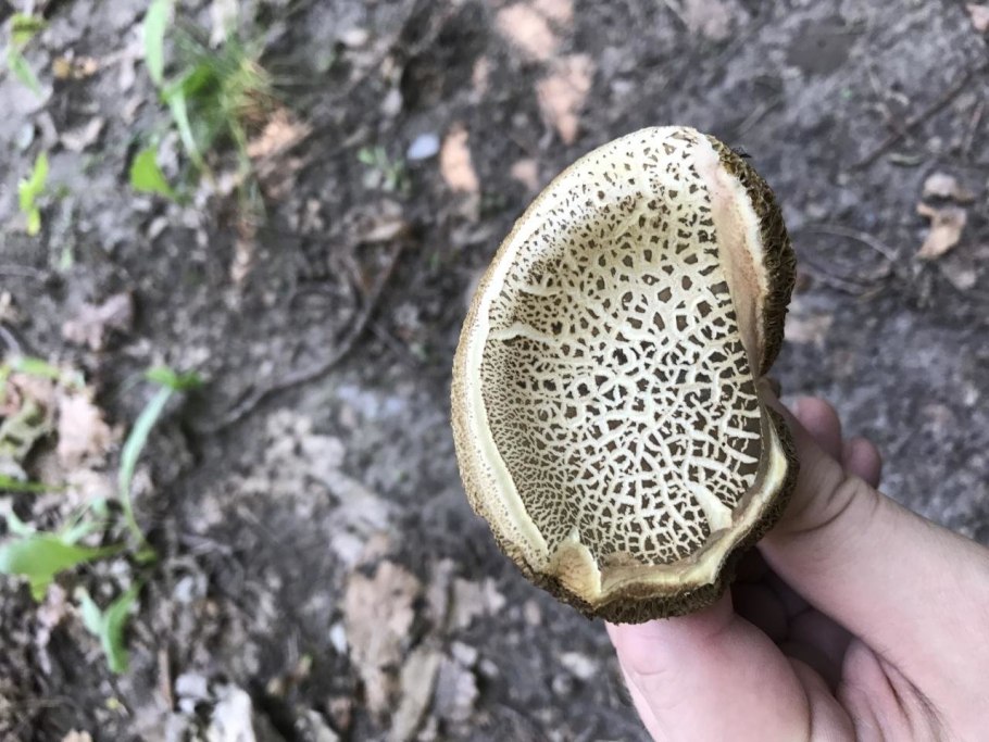 Xerocomellus porosporus