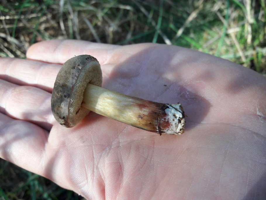 Xerocomellus porosporus