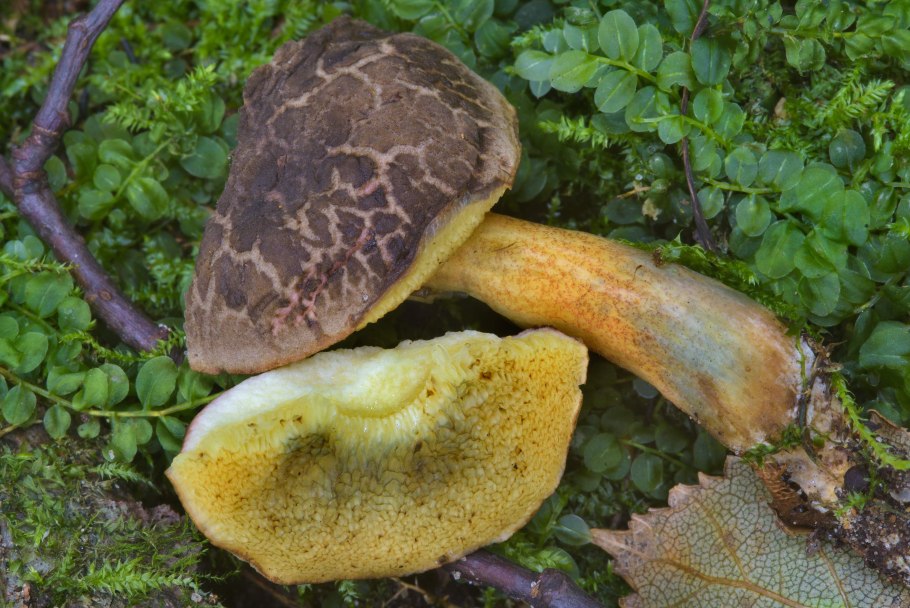 Боровик жёлтый (Boletus junquilleus)
