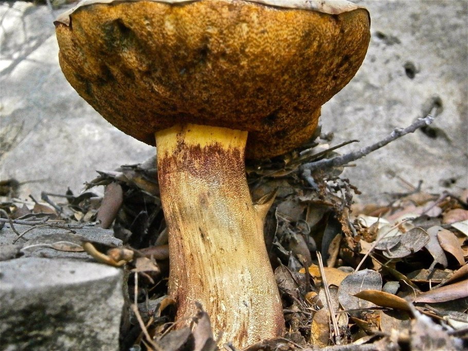 Моховик трещиноватый