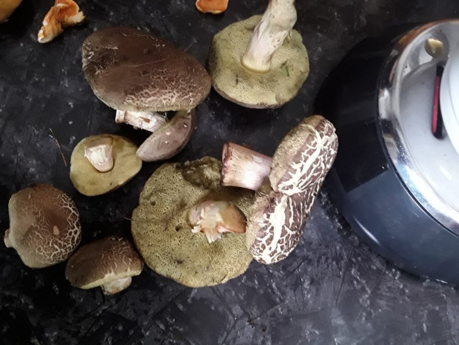 Моховик бархатный