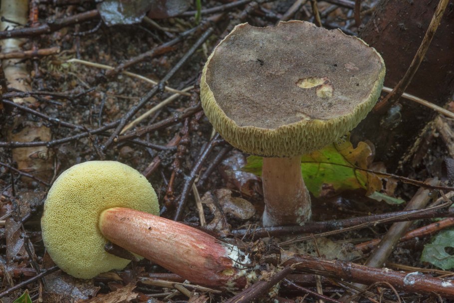 Золотистый Боровик какой категории ценности