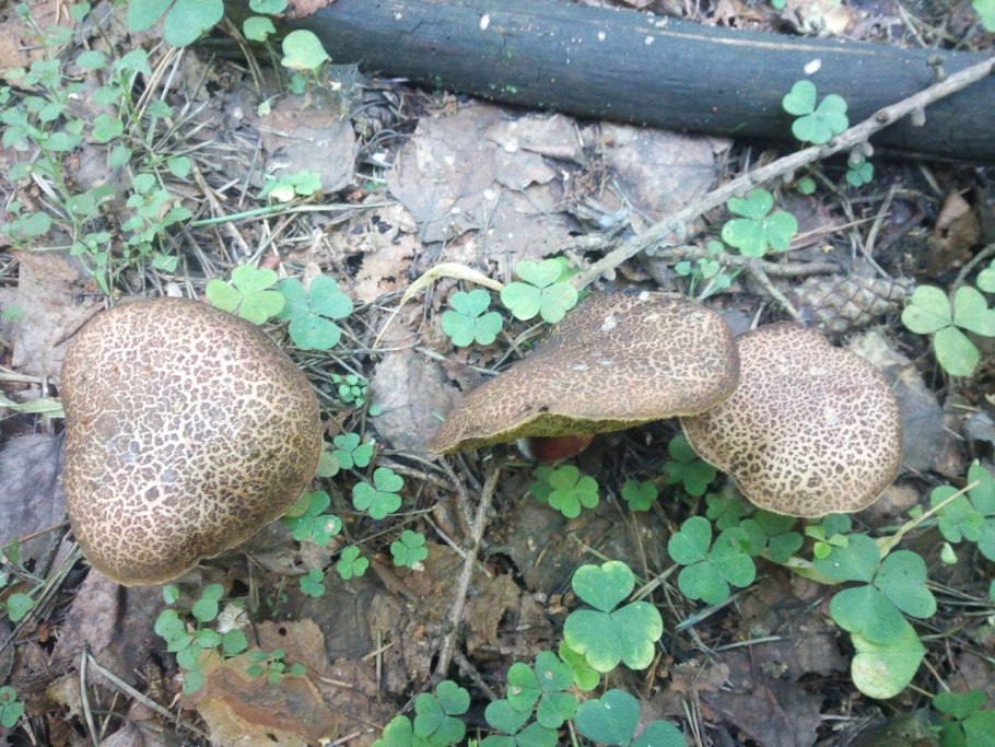 Xerocomellus porosporus