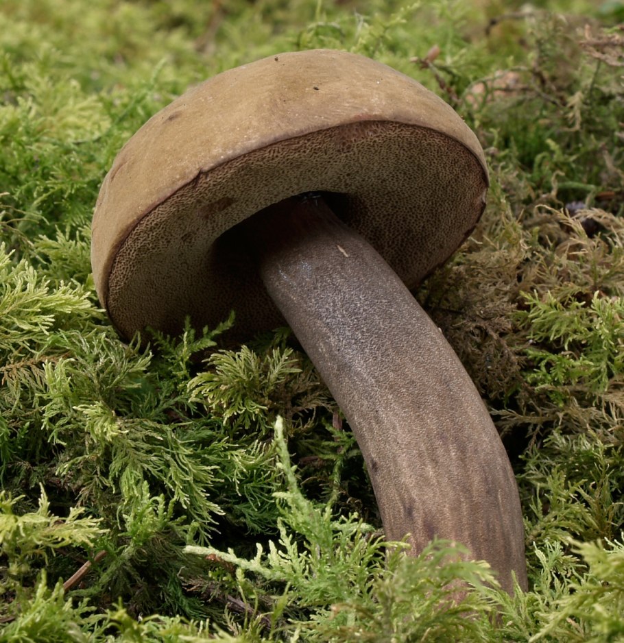 Перечный гриб в разрезе