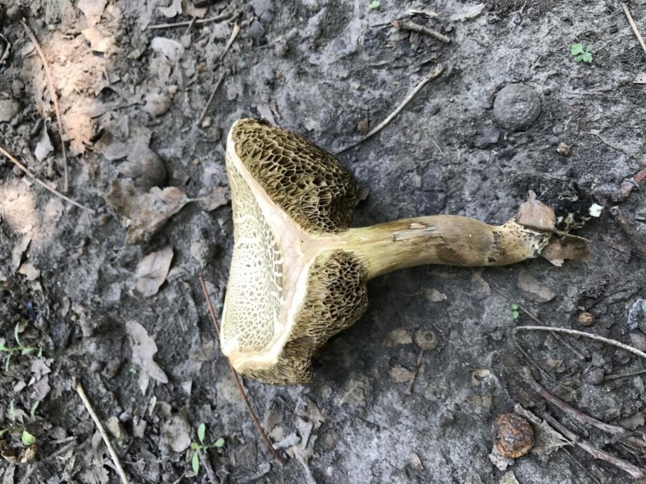 Боровик пороспоровый гриб