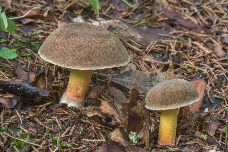 Грибы моховик Дубовик