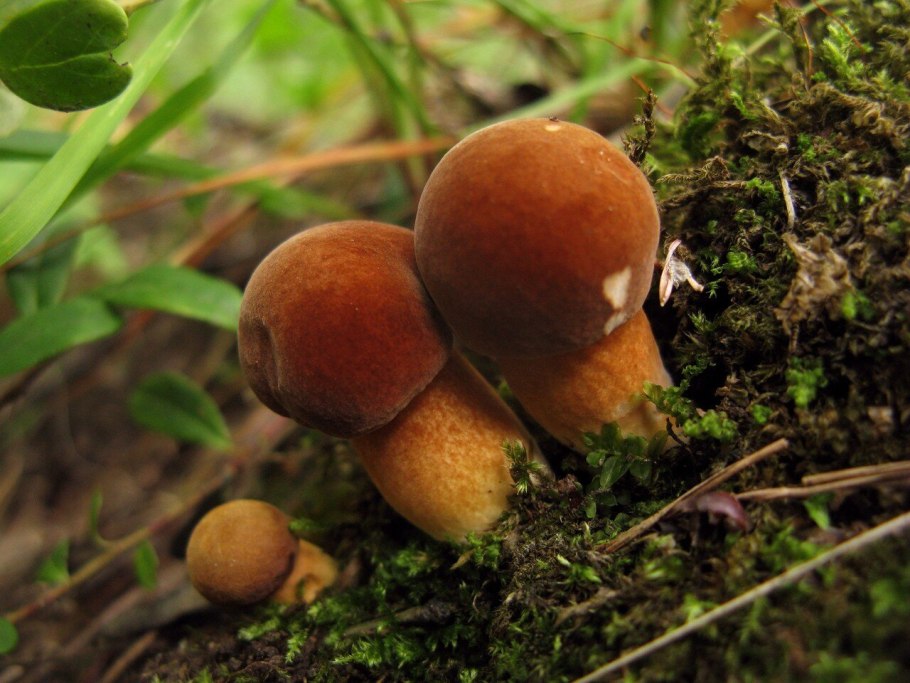 Боровики в лесу фото