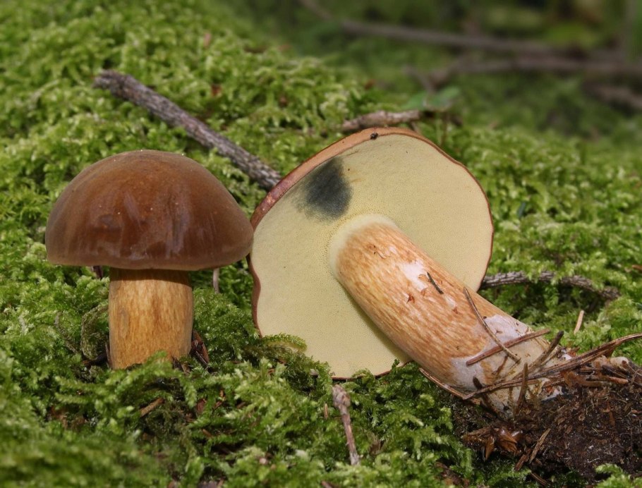 Боровик красивоокрашенный (Boletus pulchrotinctus)