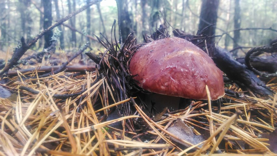 Боровик волчий