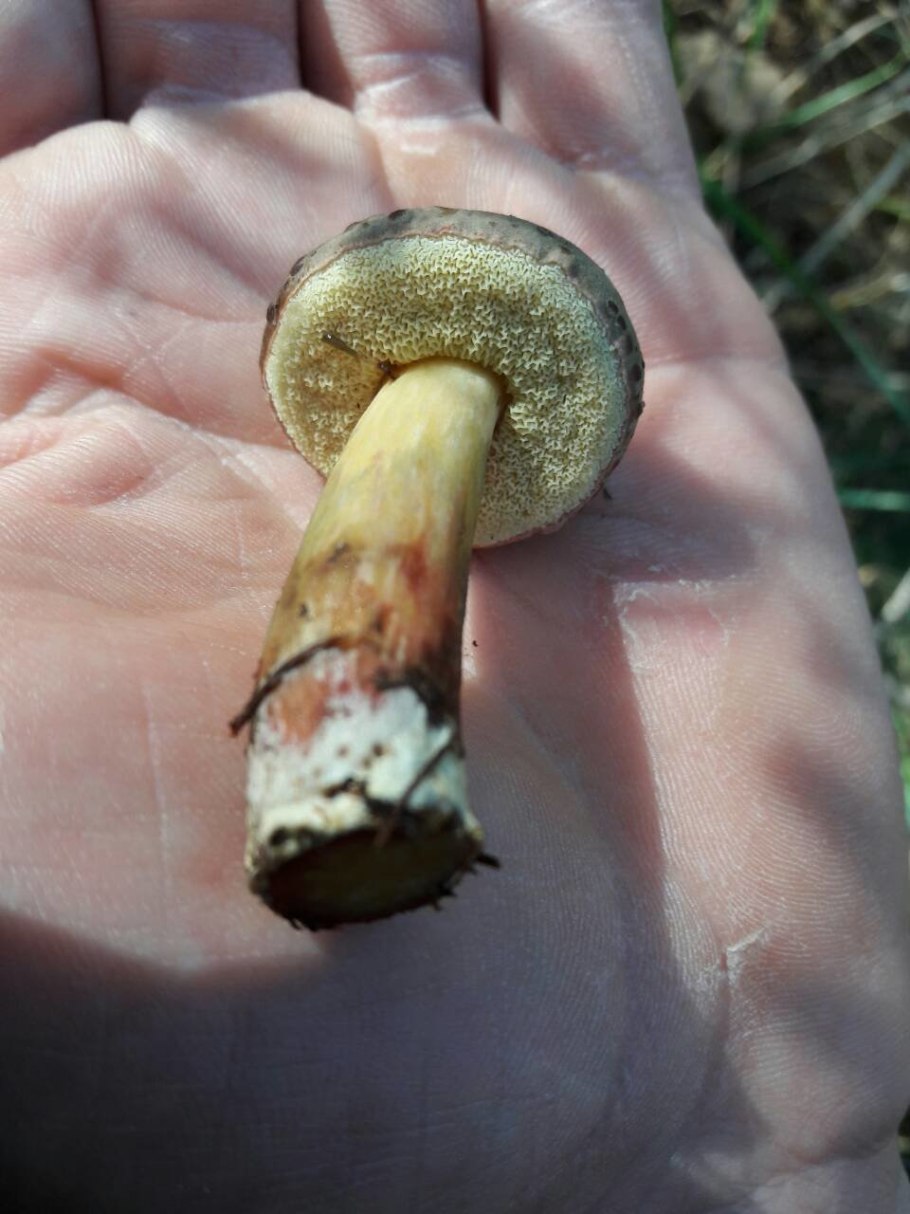 Боровик пороспоровый описание