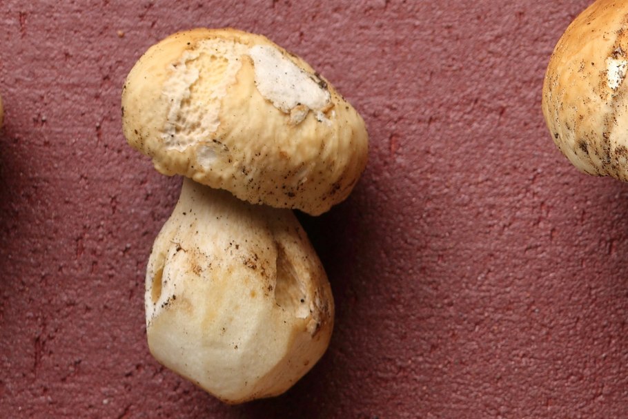 Боровик жёлтый (Boletus junquilleus)