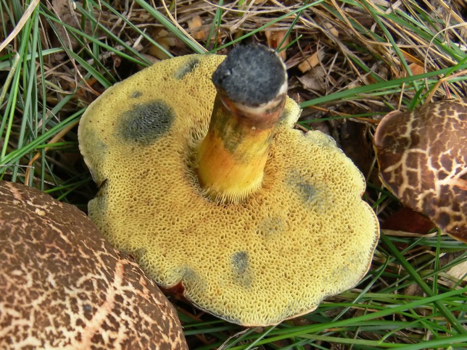 Xerocomellus porosporus